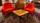 Paire fauteuils orange 
